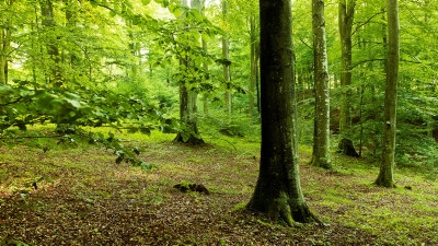 lövskog, vårgrönska, hassel, död trädstam på marken, sten med mossa