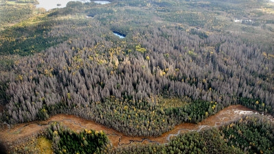 flygbild, granbarkborreskadad skog, döda granar