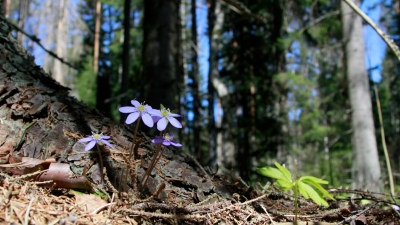 Blåsippor i gran och tallskog på Södras fastighet i Fågelfors.