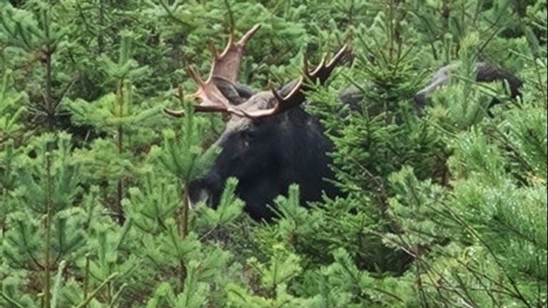 Älgtjur i tallungskog