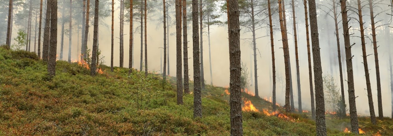 naturvårdsbränning i Klenemåla