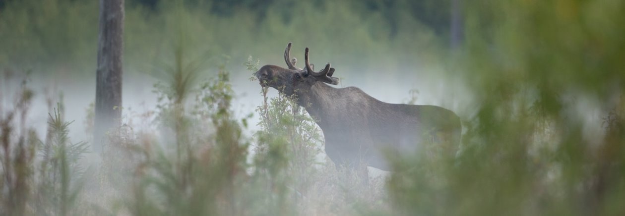 Älg Älgbilder fyra styck från samma serie. Älgbilder fyra styck från samma serie.