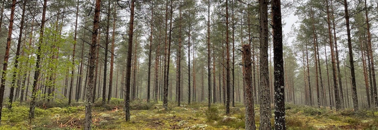 Utförd andra gallring tall.