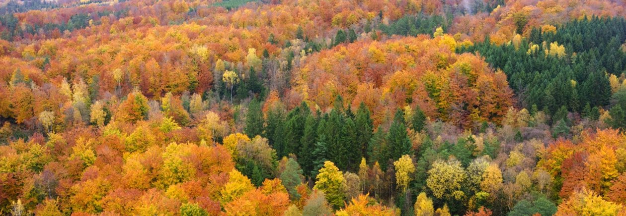 Skog på hösten