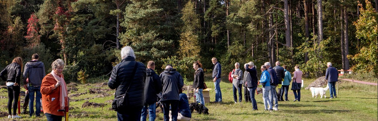 Skogsslinga på Skedemosse gård (söder om Köpingsvik på Öland) Plantering av tallplantor.