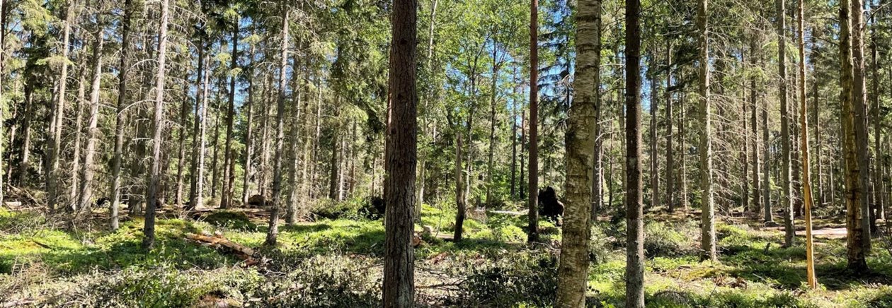 Högstubbe av björk. Utförd andra gallring av gran.