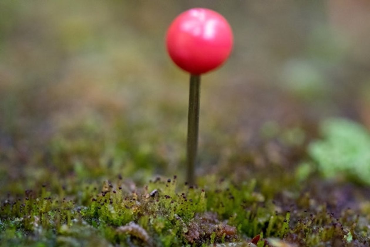 Vedtrappmossa har sin oas inne i skogen på murkna och fuktiga lågor av främst gran och tall. Artens spridning sker främst med hjälp av myror som tar med sig groddkorna (de små rödbruna prickarna i toppen på mossan) till en ny låga där mossan sen kan börja spridas. Den är alltså svårspridd vilket gör att ny död ved behöver bildas i mossans närområde för att den ska finnas kvar.