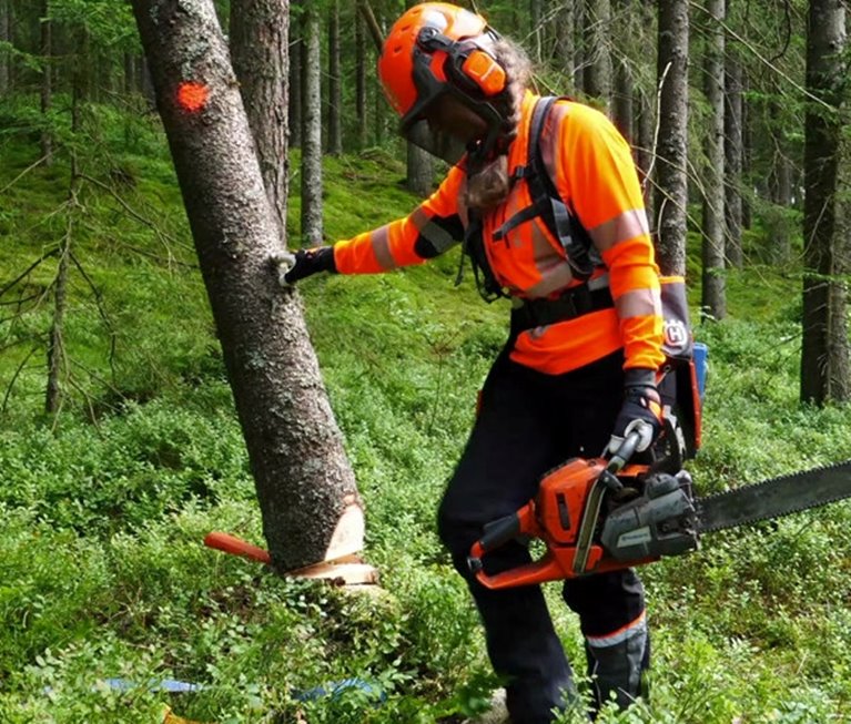 Säkerhet vid avverkning av granbarkborreskadade träd. Säker fällning av granbarkborreskadat träd. Säkerhetsinstruktör Säker Skog.