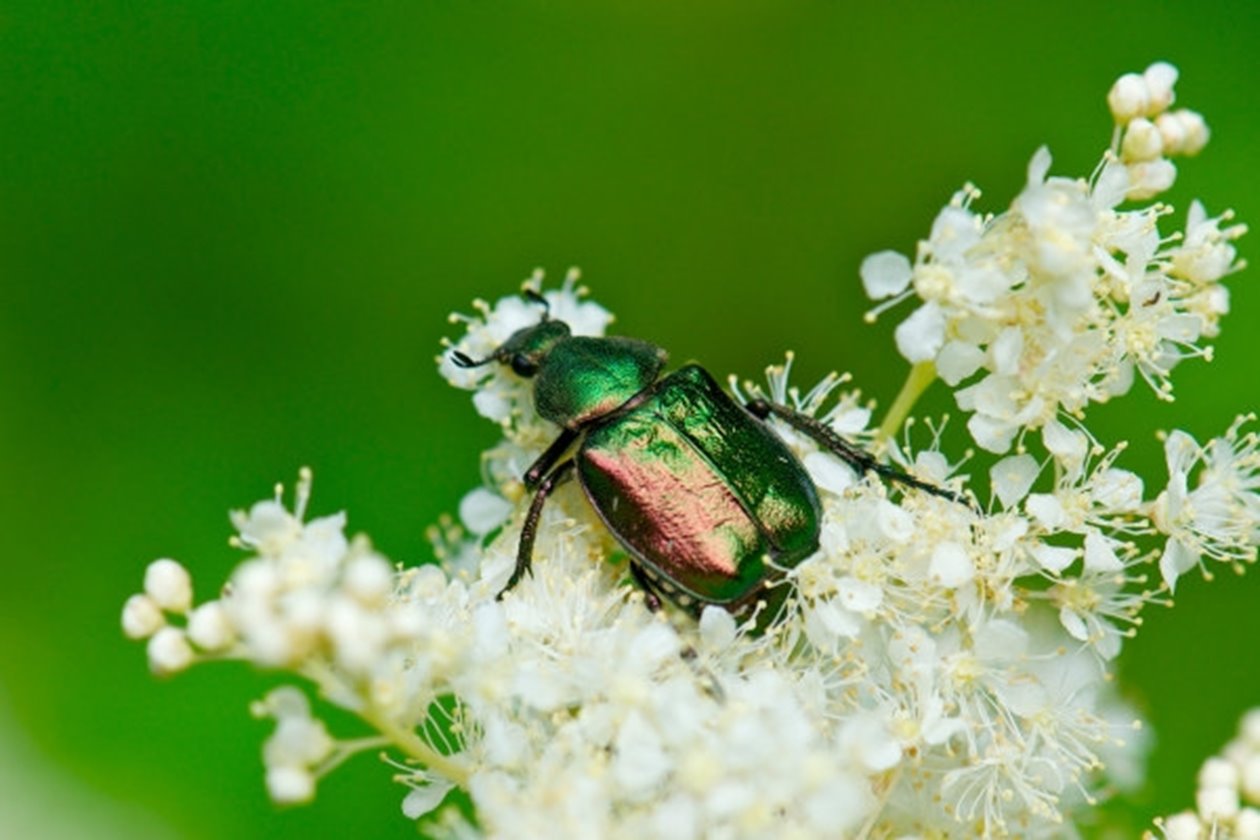 Ädelguldbagge (Gnorimus nobilis) lever som larv i mulmen som finns i håligheter i stammar och grövre grenar, framför allt hos ek. De fullbildade skalbaggarna flyger varma sommardagar och behöver blommande buskar, exempelvis hagtorn, fläder eller nyponros. Honorna behöver kunna äta pollen för att få energi till äggläggningen. Här syns en ädelguldbagge på älggräs.