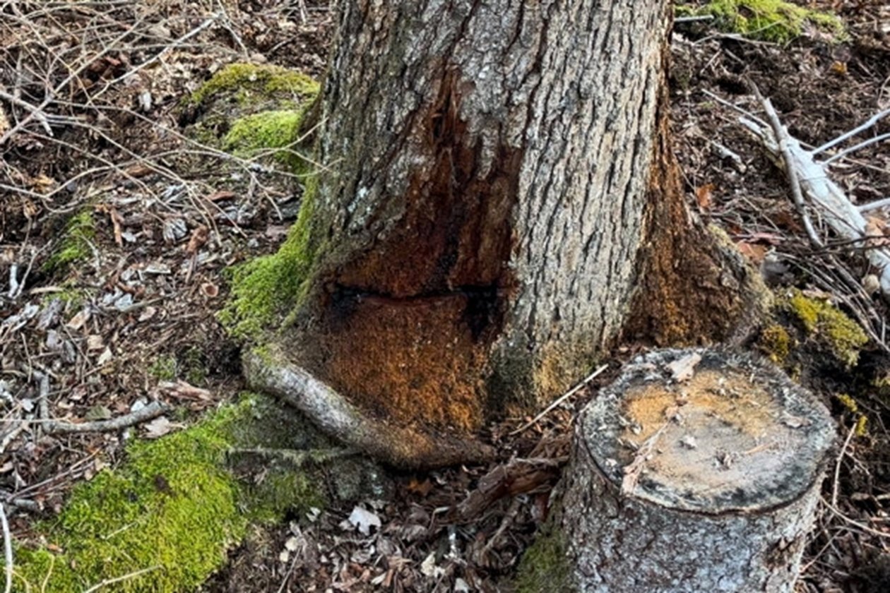 Veteranisering. Vid foten av en yngre ek syns en skada som medvetet har gjorts av skördarföraren i samband med en naturvårdande huggning.