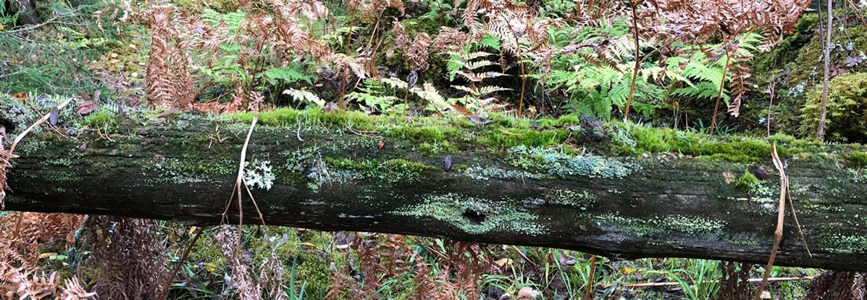 Död ved. Generell hänsyn. En låga som lämnats i skogen eller på hygget blir boplats och mat till många av skogens invånare, från det att den faller tills den har brutits ner till jord.