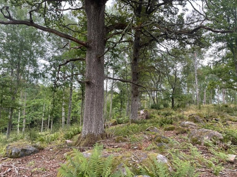 NS-skötsel. Naturvårdande skötsel.