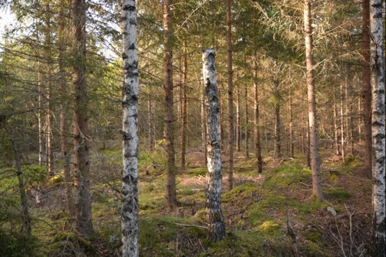 Björkhögstubbar i gallring blir hem till andra arter än björkhögstubbar på hyggen, vilket betyder att det är viktigt med högstubbar i båda miljöerna.