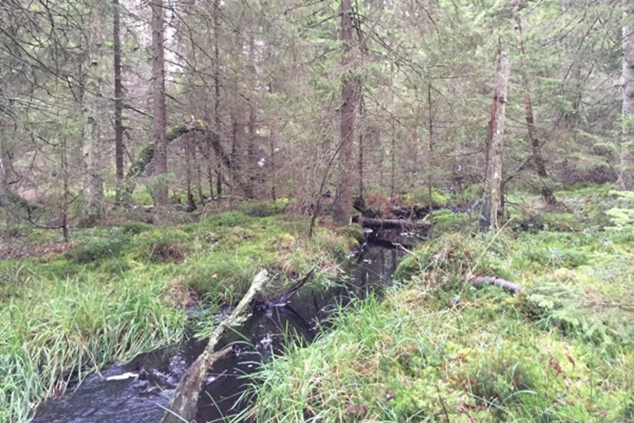 Skogsbäck i gransumpskog