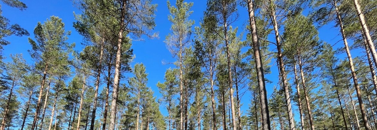 Utförd tredje gallring av tall. Vidvinkel