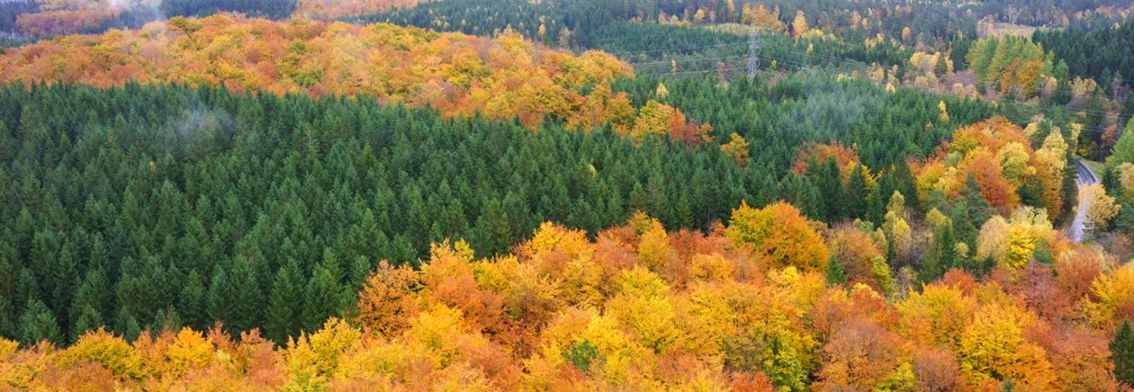 Skog på hösten