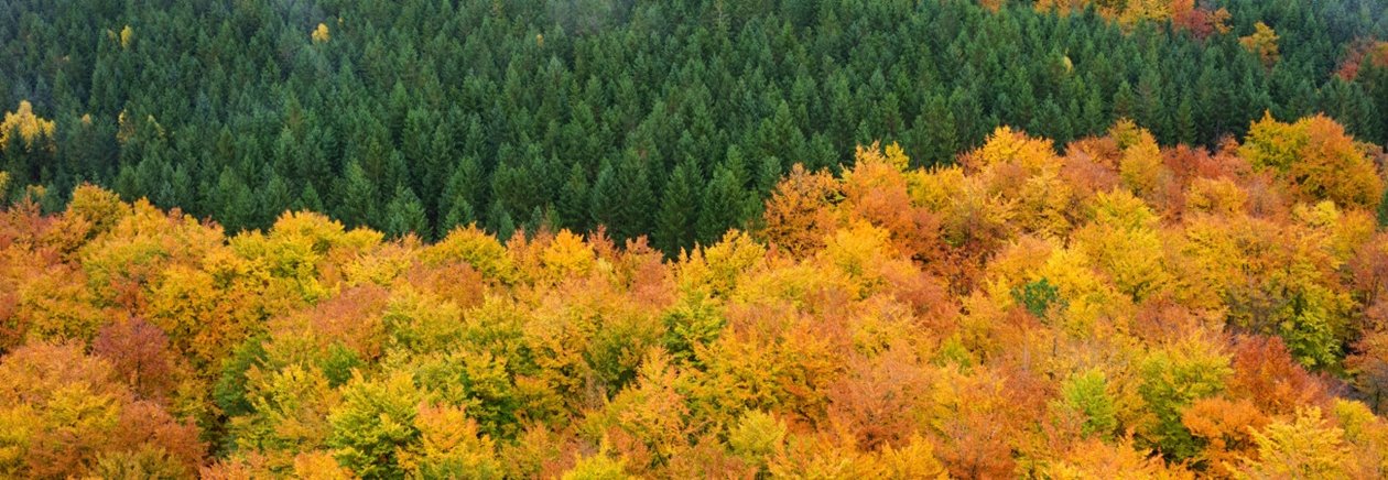 Skog på hösten