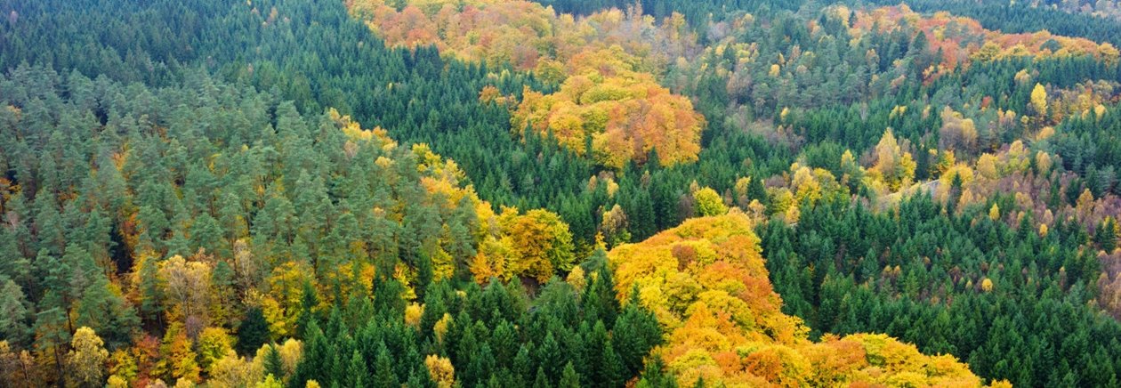 Skog på hösten