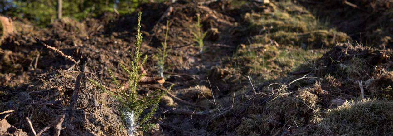 Plantering av Södras plantor  PPE PluggPlusEtt med vax . Medlem i bakgrunden.