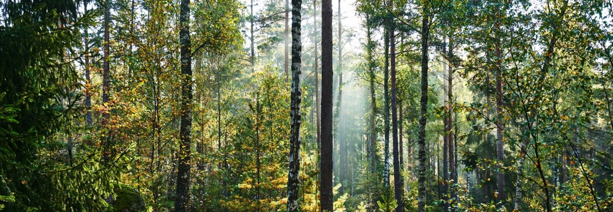 VR360 Blandskog i motljus