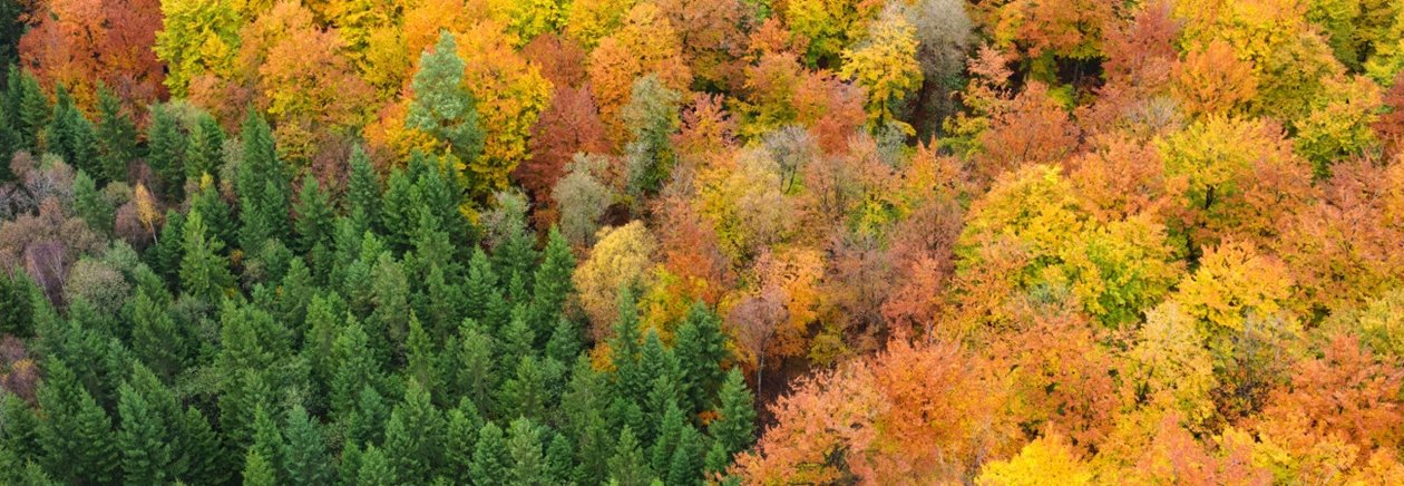 Skog på hösten