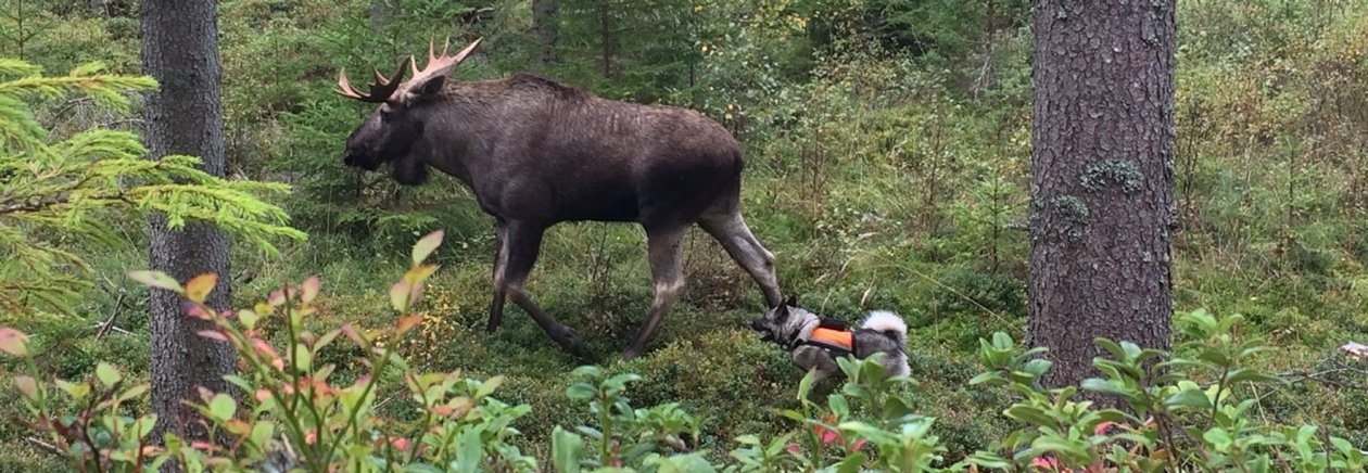 Skogen spelar många viktiga roller. Balans och konstruktiva lösningar som gör att dessa roller kan förenas är något Södra jobbar aktivt med. Att ha både välväxande skogar och livskraftiga viltstammar är ett exempel som engagerar många medlemmar.
Älg. Jakthund. Hund.