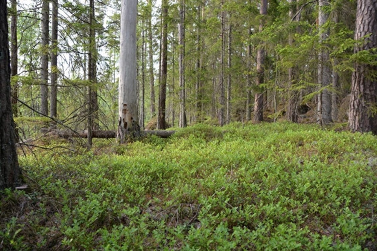 Gynna blåbärsriset i din skog. Mindre skogsparti med en glänta rik på blåbärsris. Gläntan kan tillsammans med omgivande hänsynsträd lämnas som en hänsynsyta vid avverkning. Det är viktigt att gläntan inte senare markbereds.