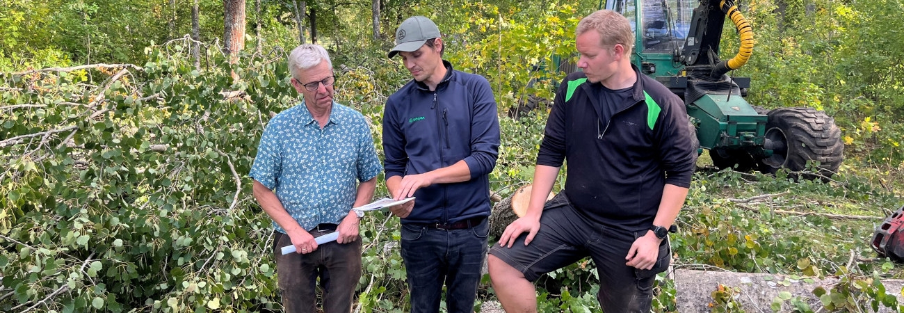 Naturvårdande skötsel. Skogsägaren Harald Säll och skogsinspektorn Johan Svensson träffas ute i en vacker lövskog en hösteftermiddag. De besöker ett av Haralds bestånd där entreprenören Marcus Gustavsson på MG Skog Jeppahem genomför en naturvårdshuggning.
Harald, Johan och Marcus går igenom broschyren Naturvårdsskötsel i NS-bestånd som är framtagen för att vara ett stöd för den som planerar och/eller utför naturvårdande skötselåtgärder. En stor andel av Södra Skogs fältpersonal och entreprenörer har genomgått NS-utbildningar under 2021-2023.