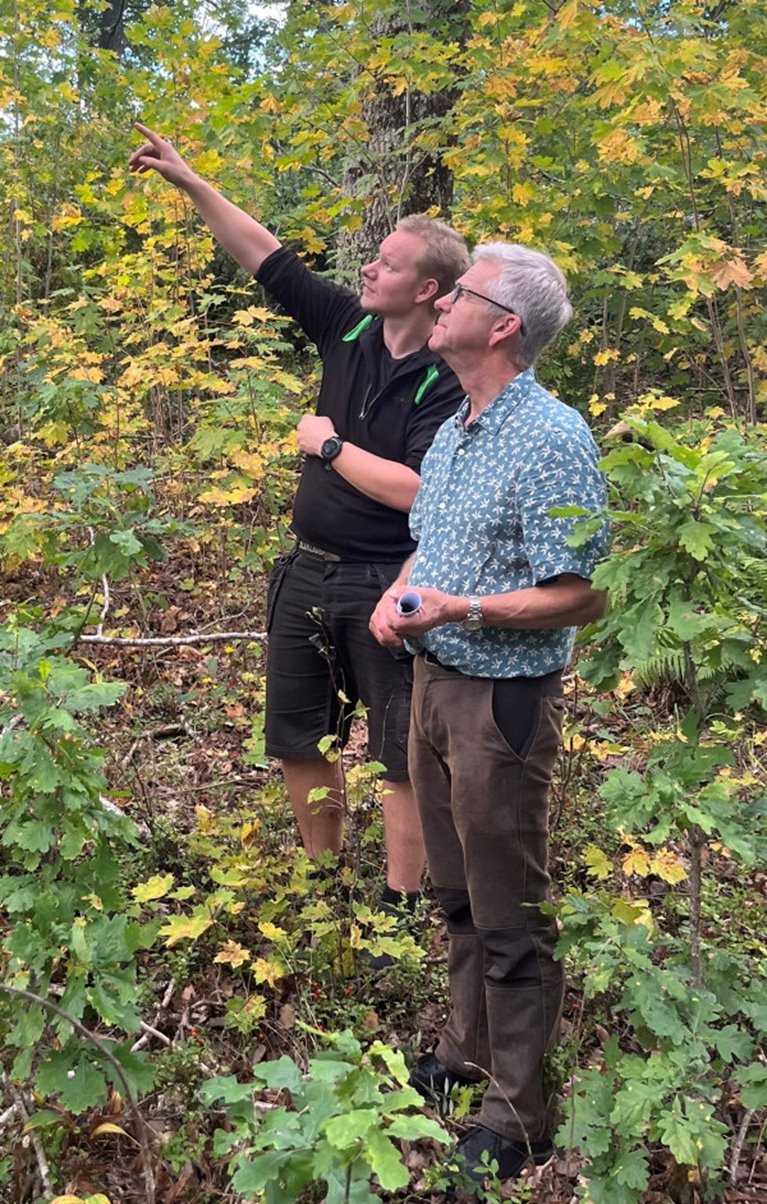 Naturvårdande skötsel. Skogsägaren Harald Säll och skogsinspektorn Johan Svensson träffas ute i en vacker lövskog en hösteftermiddag. De besöker ett av Haralds bestånd där entreprenören Marcus Gustavsson på MG Skog Jeppahem genomför en naturvårdshuggning. Harald Säll tycker att vi ska värna om den stående döda veden om den inte innebär någon säkerhetsrisk. Det finns arter, till exempel mindre hackspett, som söker sin föda i klenare döda grenar i trädens topp.