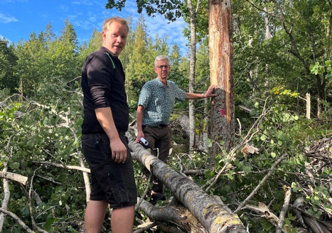 Naturvårdande skötsel. Skogsägaren Harald Säll och skogsinspektorn Johan Svensson träffas ute i en vacker lövskog en hösteftermiddag. De besöker ett av Haralds bestånd där entreprenören Marcus Gustavsson på MG Skog Jeppahem genomför en naturvårdshuggning.
Harald säger att det är särskilt viktigt att öka mängden död ved, eftersom många arter har en koppling till denna ved. Genom NS-åtgärder kan vi öka variationen av miljöer, träd och buskar som gör att en större mängd arter kan hitta livsmiljöer. Här står Harald, tillsammans med entreprenören Marcus Gustavsson t v, bredvid en yngre ek som Marcus har ringbarkat med skördaraggregatet. Eken kommer att bli ett värdefullt inslag i beståndet som stående och solbelyst död ved.