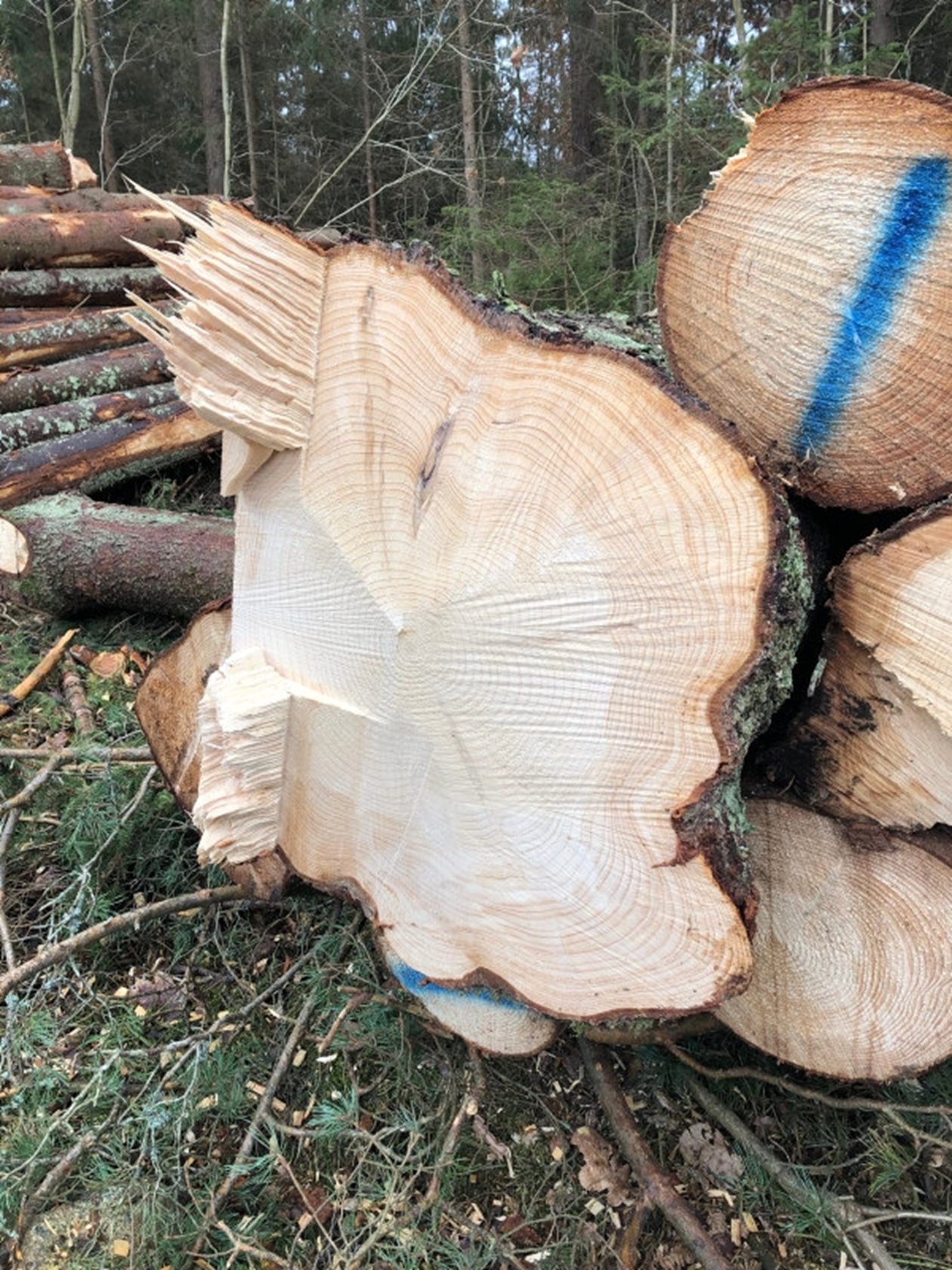 .Leveransvirke. Rotben och för stor fällkam gör att denna grantimmerstock blir vrak. Med noggrann tillredning hade detta kunnat undvikas.