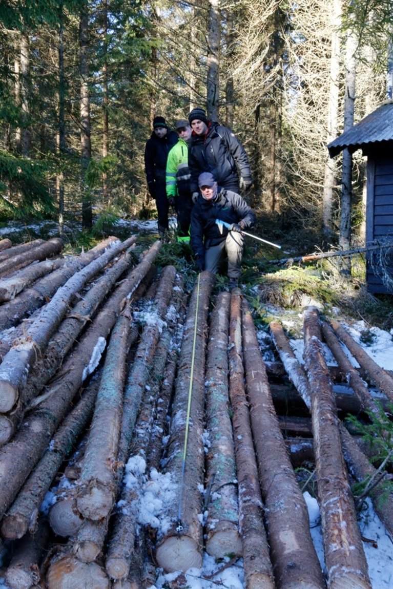 Leveransvirke. Rätt längdmätning är viktigt. Här kontrolleras stockens längd och om den klarar max utbytesförlust. Bilden är tagen i samband med en tillredningsrevision.