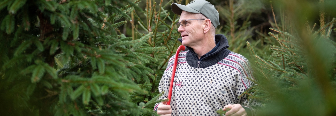 Julgransodling. Södramedlemmen och före detta inspektorn Mats Gustafsson ser sin julgransodling som ett bra komplement till den övriga skogen. Granarna behöver visserligen skötas om varje år, men ger en välkommen årlig inkomst till gården.