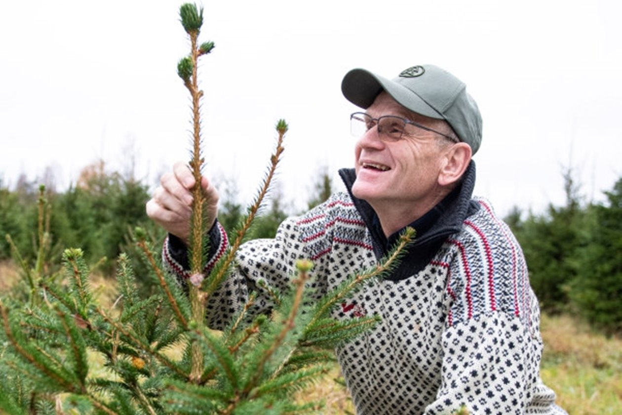 Julgransodling. Södramedlemmen och före detta inspektorn Mats Gustafsson ser sin julgransodling som ett bra komplement till den övriga skogen. Granarna behöver visserligen skötas om varje år, men ger en välkommen årlig inkomst till gården.