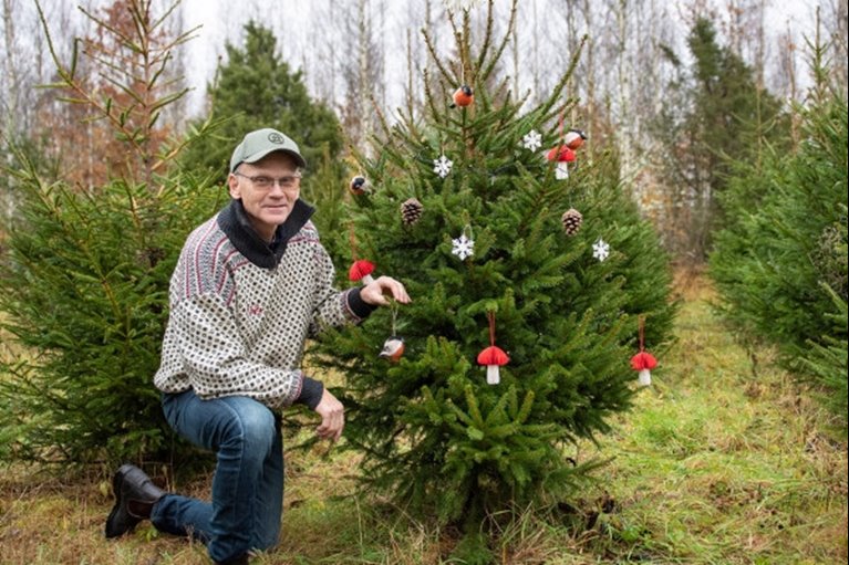 Julgransodling. Södramedlemmen och före detta inspektorn Mats Gustafsson ser sin julgransodling som ett bra komplement till den övriga skogen. Granarna behöver visserligen skötas om varje år, men ger en välkommen årlig inkomst till gården.