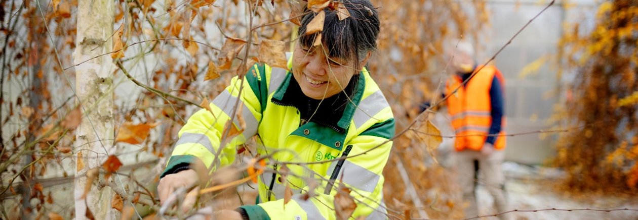 Björkfröodling i växthus vid plantskolan i Falkenberg. Växthusfröodling. Efter många år med fröbrist har Södra skördat en stor mängd björkfrö i växthusfröodlingen i Falkenberg. Fröet kommer att användas för att driva fram förädlade björkplantor med goda egenskaper, vilket gynnar tillväxten och mångfalden i familjeskogsbruken. Rattana Thongbai och Johan Henriksson.