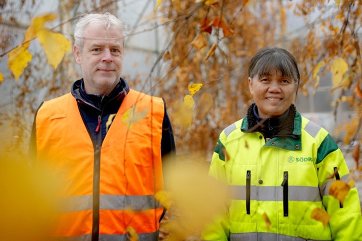 Björkfröodling i växthus vid plantskolan i Falkenberg. Växthusfröodling. Efter många år med fröbrist har Södra skördat en stor mängd björkfrö i växthusfröodlingen i Falkenberg. Fröet kommer att användas för att driva fram förädlade björkplantor med goda egenskaper, vilket gynnar tillväxten och mångfalden i familjeskogsbruken. Johan Henriksson och  Rattana Thongbai.