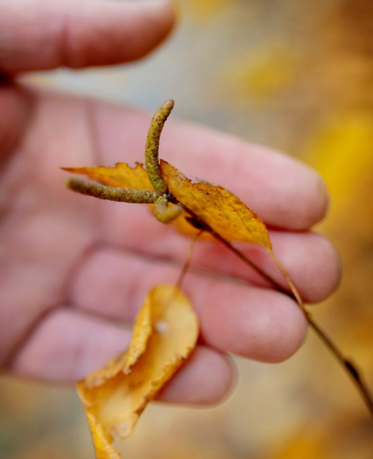 Björkfröodling i växthus vid plantskolan i Falkenberg. Växthusfröodling. Efter många år med fröbrist har Södra skördat en stor mängd björkfrö i växthusfröodlingen i Falkenberg. Fröet kommer att användas för att driva fram förädlade björkplantor med goda egenskaper, vilket gynnar tillväxten och mångfalden i familjeskogsbruken. Hanblomsanlag.