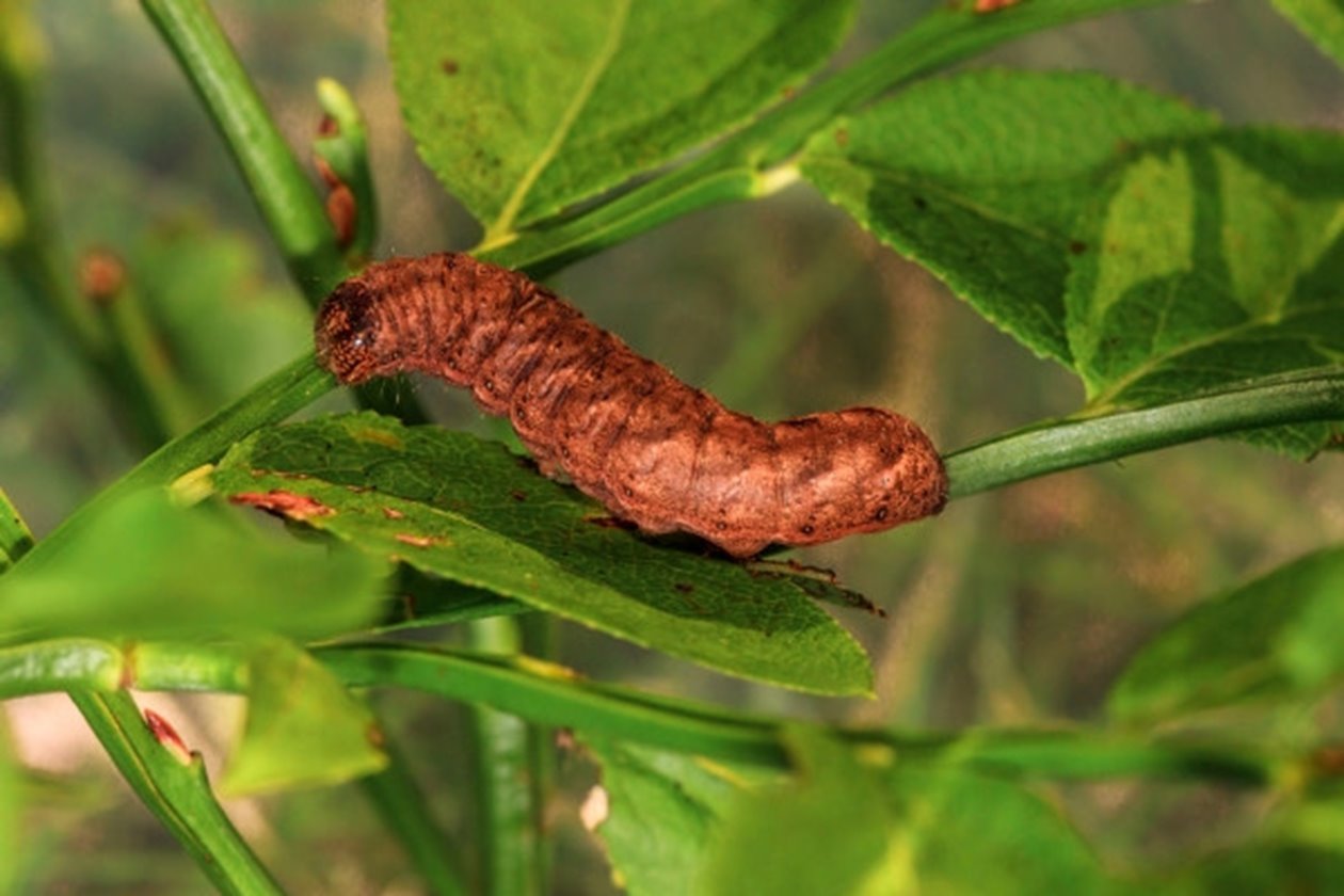 Larv av blågrått lundfly (Papestra biren) på blåbärsris.