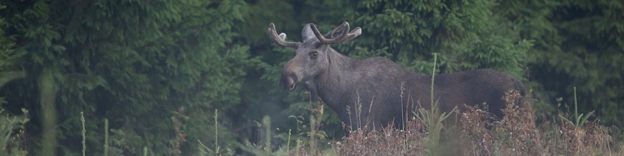 Älgtjur står i skogsbrynet.