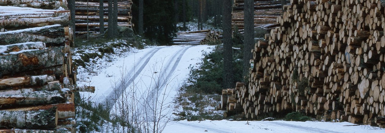 Massavedstravar. Småland februari 2000.