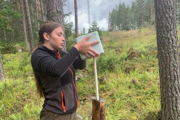 Montering av saltsten som foderfrämjande åtgärd.