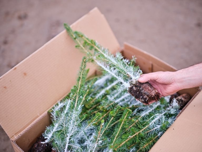 Södra Skogsplantor Flåboda Packade Cambiguard granplantor i kartong