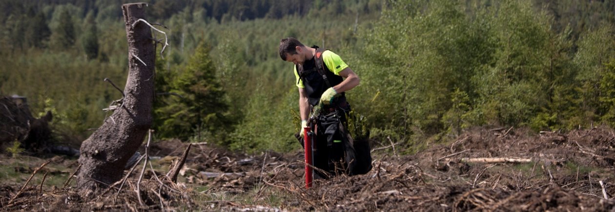 Plantering av Södras plantor Entreprenör som planterar Södraplantan Cambiguard