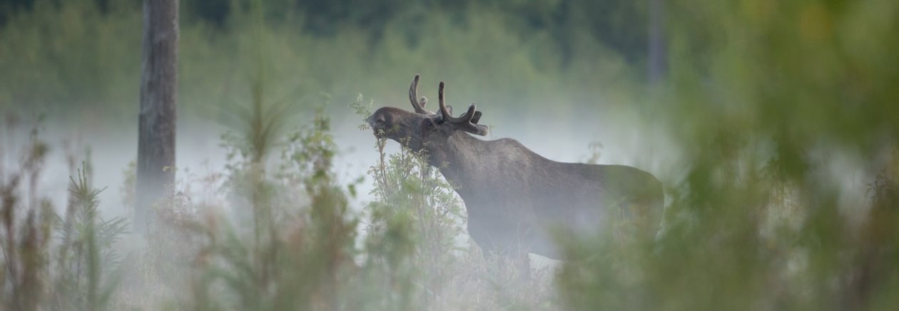 Älg Älgbilder fyra styck från samma serie. Älgbilder fyra styck från samma serie.