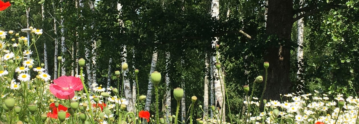 Lövskog med björkar och al tillsammans med sommarblommor Vallmo och Blåklint.