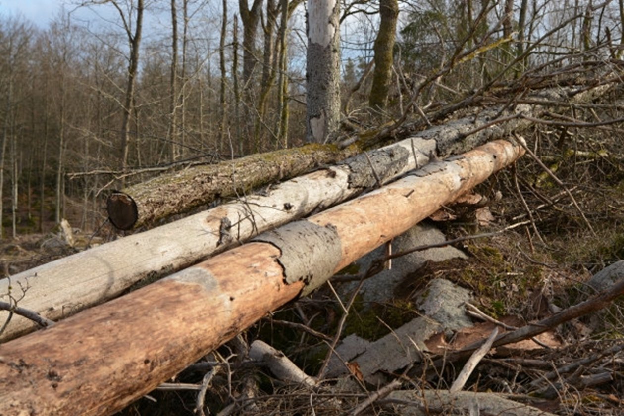 Död ved gör stor nytta för den biologiska mångfalden. Därför ska den lämnas kvar i skogen. Helst ska det finnas både stående och liggande död ved, men om ett stående dött träd utgör en fara, går det bra att lägga det ned.