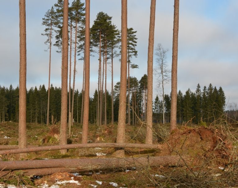 Träd som har lämnats som naturvårdshänsyn vid en avverkning ska lämnas kvar även om de blåser ned. Är de i vägen kan de kapas och läggas åt sidan.