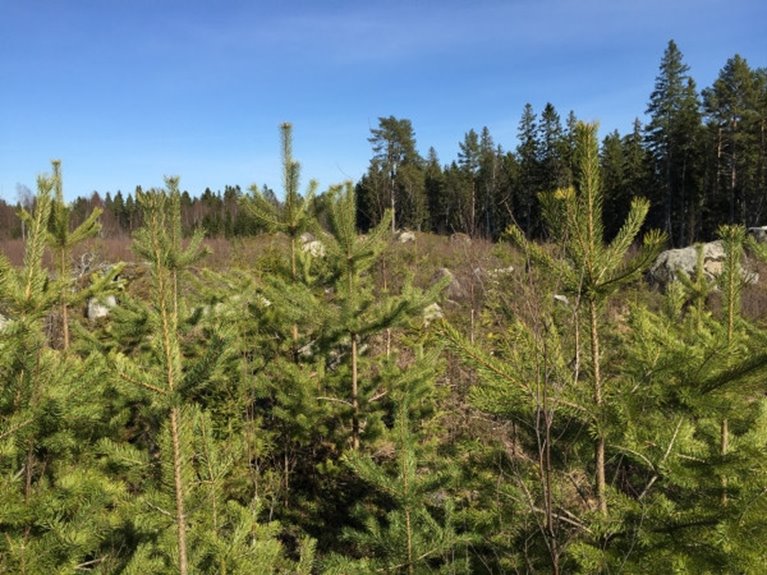 Obetad ungskog av tall 