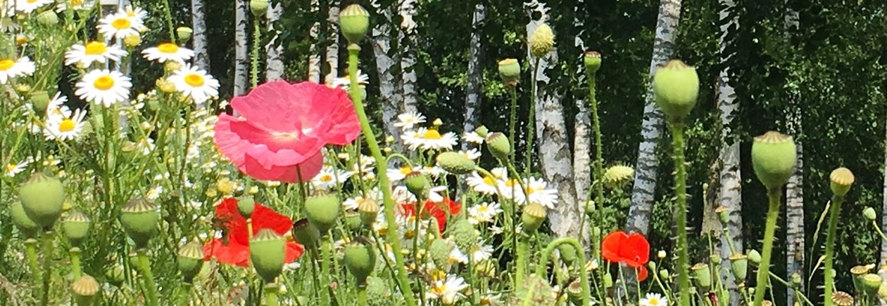 Lövskog med björkar och al tillsammans med sommarblommor Vallmo och Blåklint.